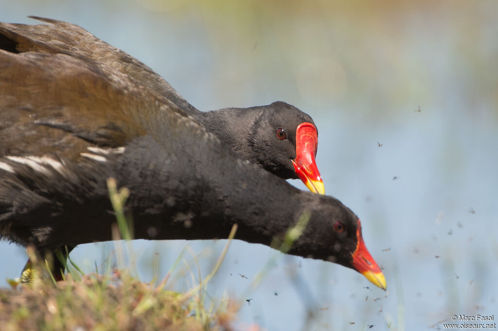 Gallinule poule-d'eauadulte, parade