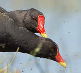 Gallinule poule-d'eau