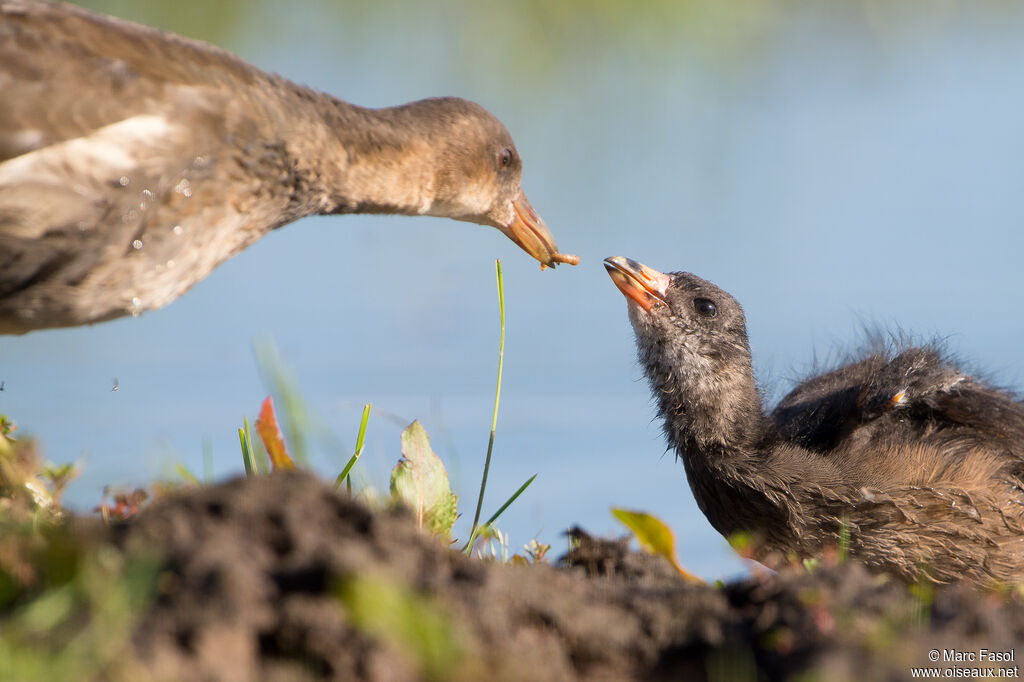 Common Moorhen