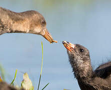 Common Moorhen