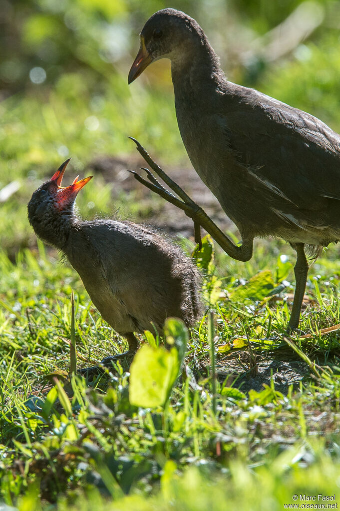 Common Moorhen