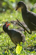 Common Moorhen