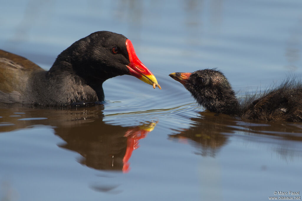 Gallinule poule-d'eau, identification, Nidification