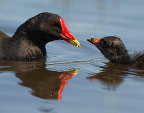 Gallinule poule-d'eau