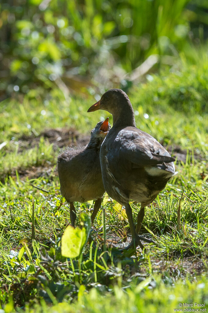 Gallinule poule-d'eau, Nidification