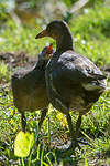 Gallinule poule-d'eau