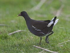 Common Moorhen