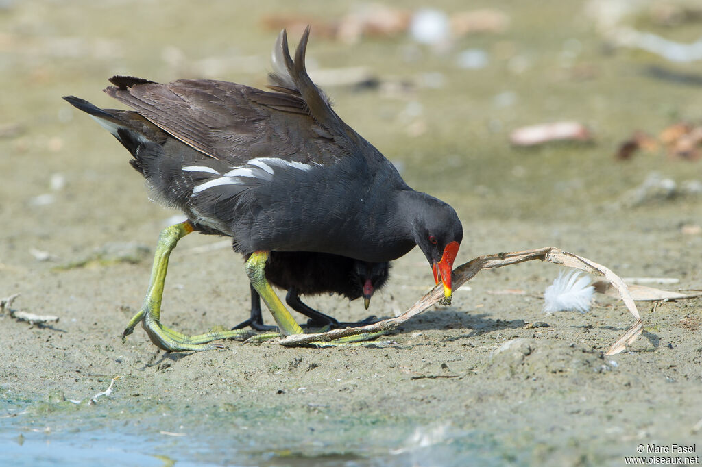 Common Moorhen, identification, Reproduction-nesting