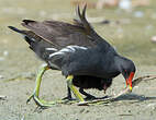 Gallinule poule-d'eau