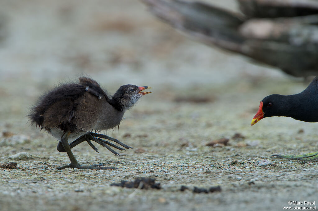 Gallinule poule-d'eauPoussin, identification, marche