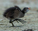 Gallinule poule-d'eau