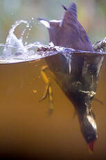 Gallinule poule-d'eau