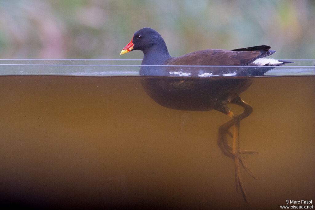 Gallinule poule-d'eauadulte, identification, nage