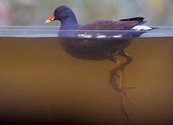 Gallinule poule-d'eau