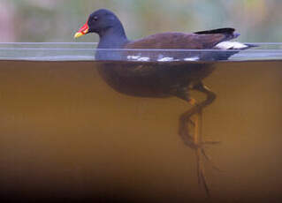 Gallinule poule-d'eau