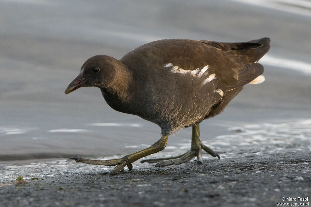 Gallinule poule-d'eauimmature, marche