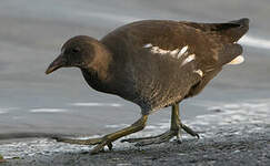 Gallinule poule-d'eau