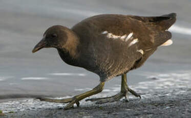 Gallinule poule-d'eau