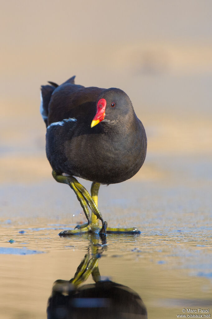 Gallinule poule-d'eauadulte, marche