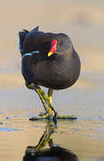 Common Moorhen