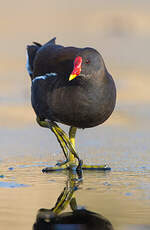 Gallinule poule-d'eau