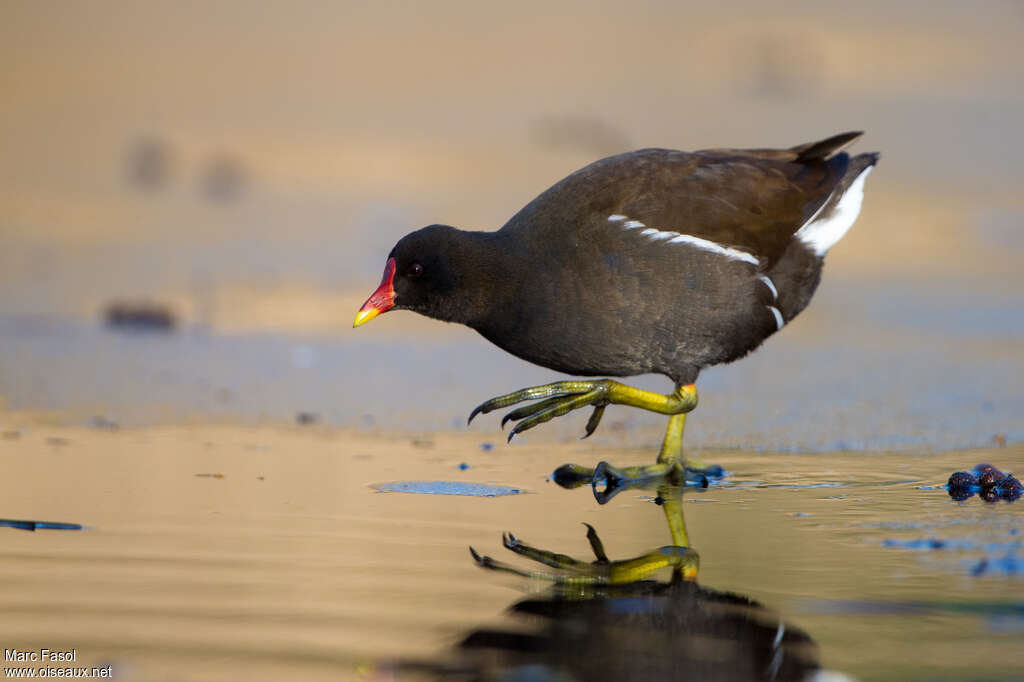 Gallinule poule-d'eauadulte, identification, marche