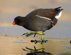 Gallinule poule-d'eau