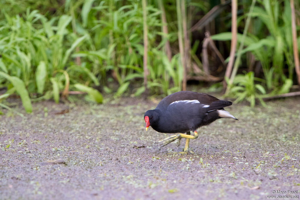 Common Moorhenadult, identification, walking