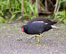 Gallinule poule-d'eau