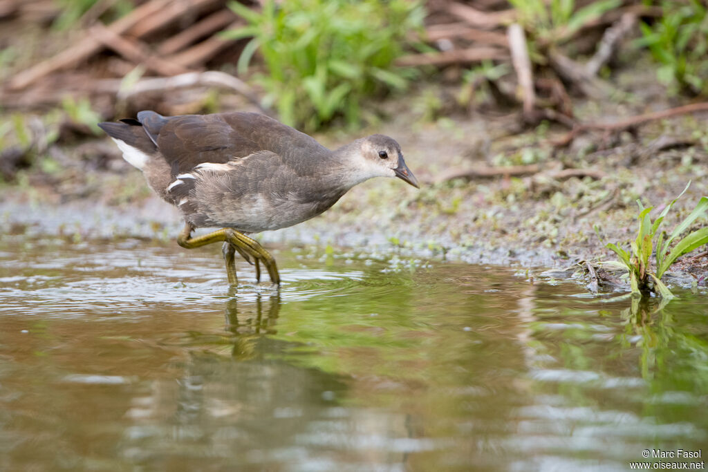 Gallinule poule-d'eaujuvénile, identification, marche