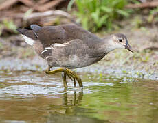 Common Moorhen