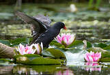 Gallinule poule-d'eau