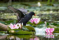 Gallinule poule-d'eau