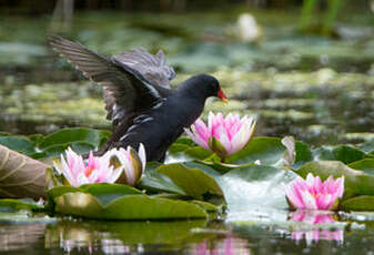 Gallinule poule-d'eau