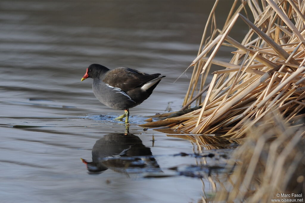 Gallinule poule-d'eauadulte