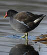 Gallinule poule-d'eau