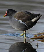 Common Moorhen