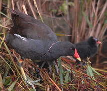 Gallinule poule-d'eau