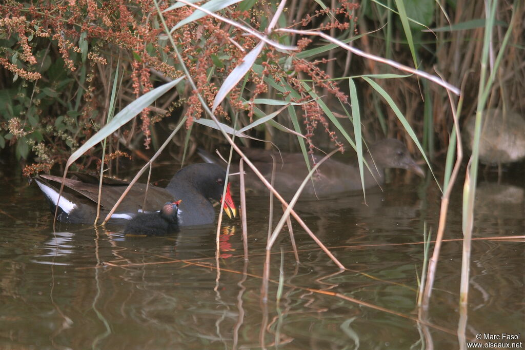 Gallinule poule-d'eau femelle adulte nuptial, identification, Nidification, Comportement