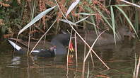 Gallinule poule-d'eau