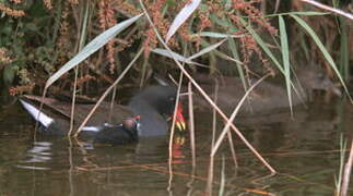 Common Moorhen