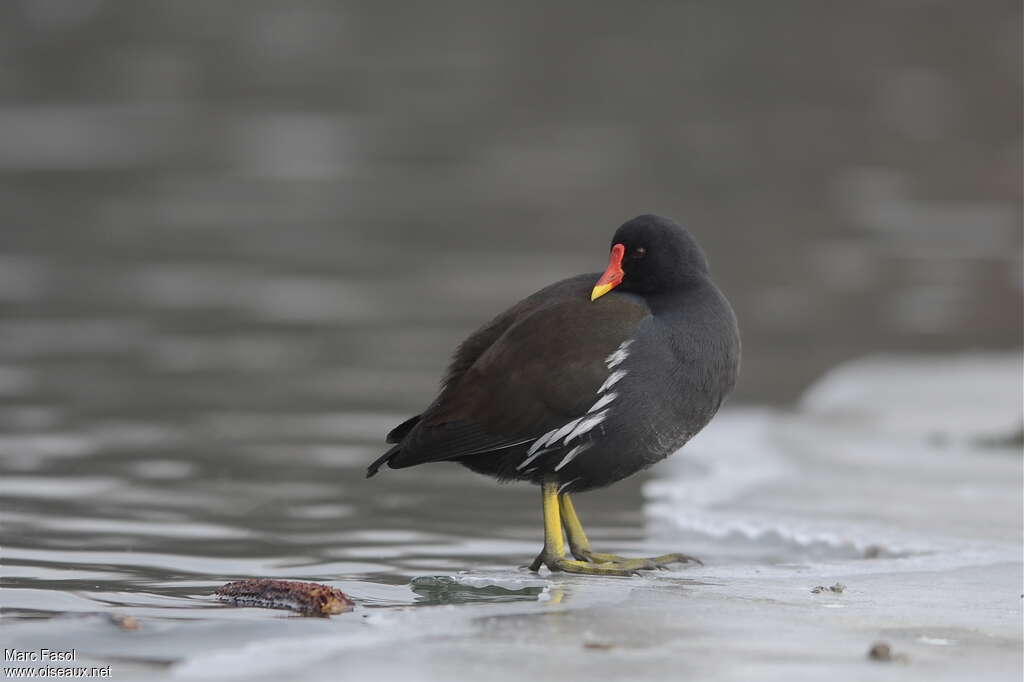 Gallinule poule-d'eauadulte internuptial, identification