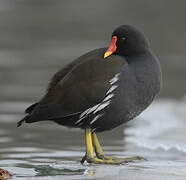 Gallinule poule-d'eau