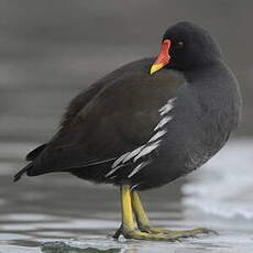 Gallinule poule-d'eau