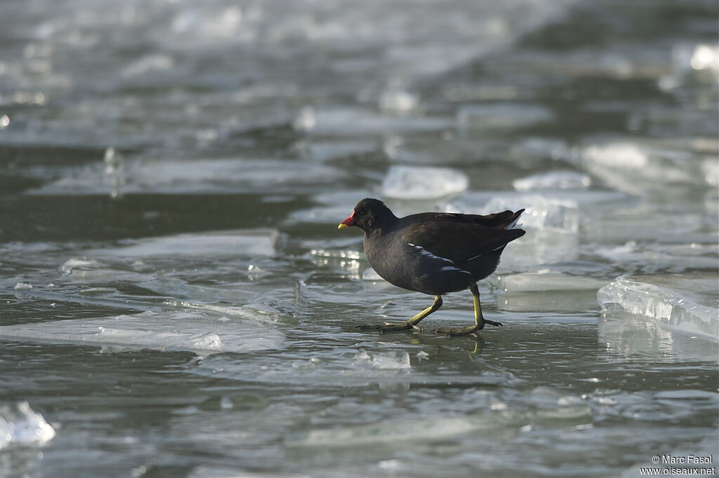 Gallinule poule-d'eauadulte internuptial, identification