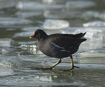 Common Moorhen