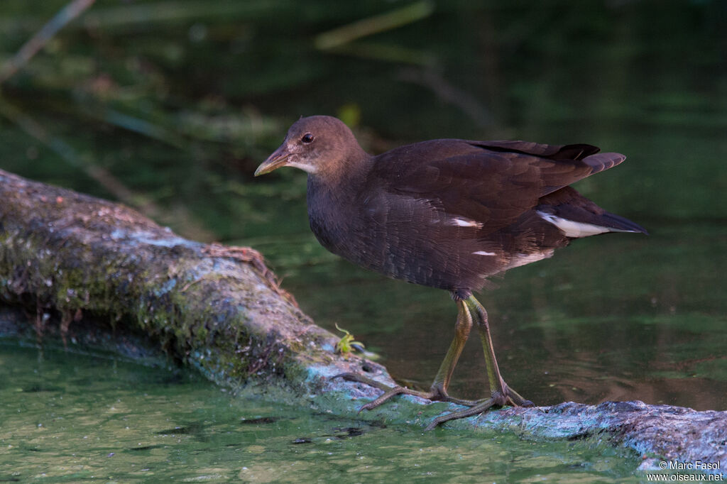 Gallinule poule-d'eaujuvénile, identification