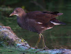 Common Moorhen