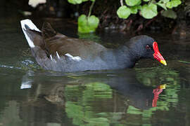 Gallinule poule-d'eau