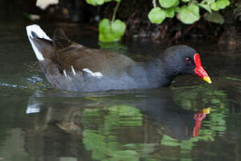 Gallinule poule-d'eau